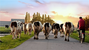 boerderij eenmanszaak