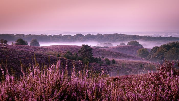 Natuurschoonwet