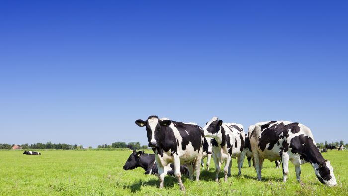 herziening btw jongvee en melkkoeien na eind landbouwregeling