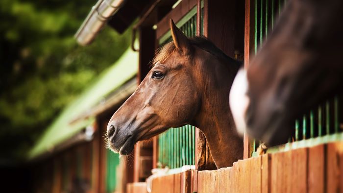 paard op stal