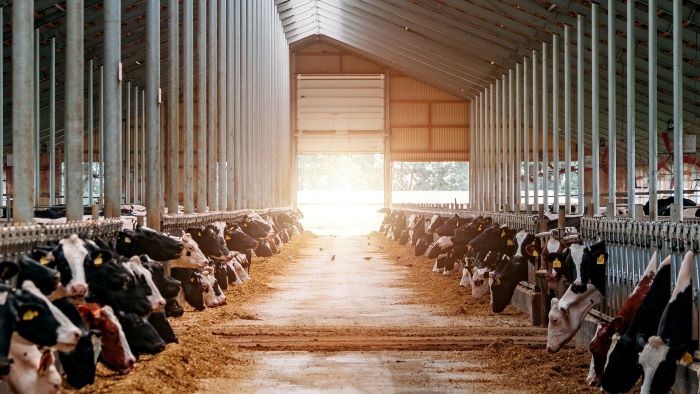 Nieuwe versie vragen en antwoorden fosfaatregelingen melkveehouderij