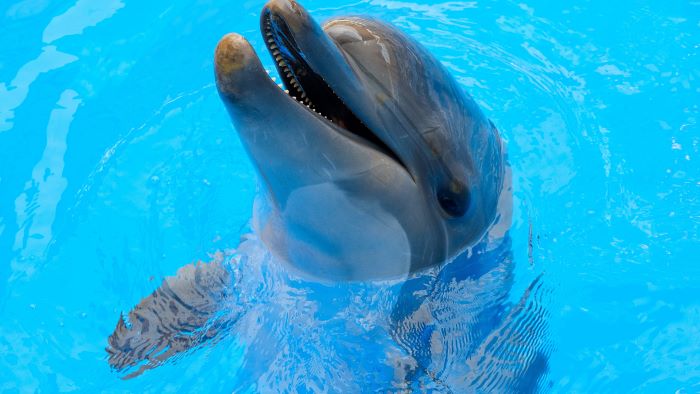 dolfijntherapie zorgkosten