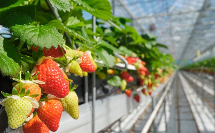 Boekwinst onder landbouwvrijstelling ondanks constructie