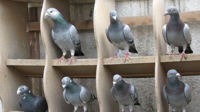 Ontbonden stichting blijft bestaan bij aanwezige baten