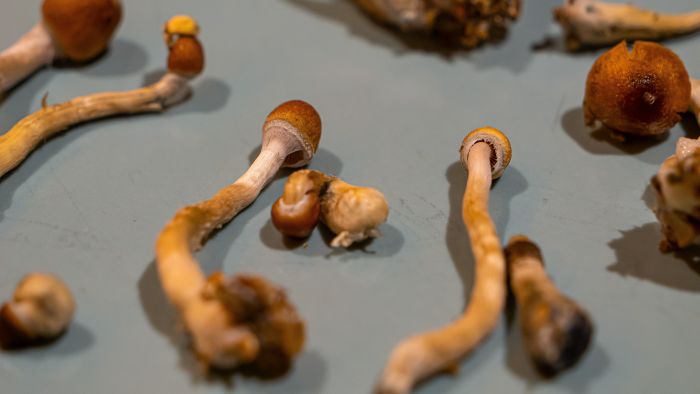 Magische truffels geen voedingsmiddel voor menselijke consumptie en dus geen laag btw-tarief